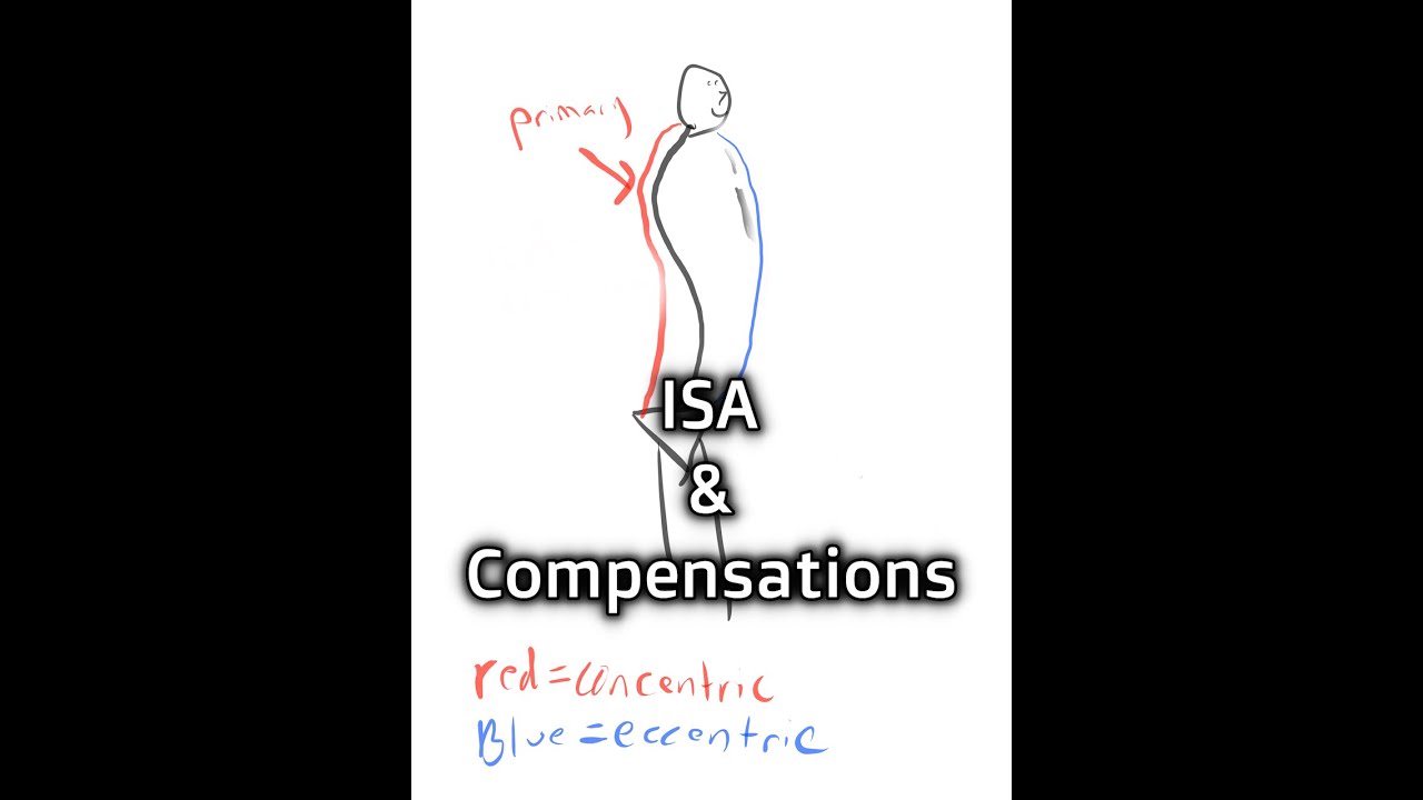 Infrasternal Angles and Compensatory Order