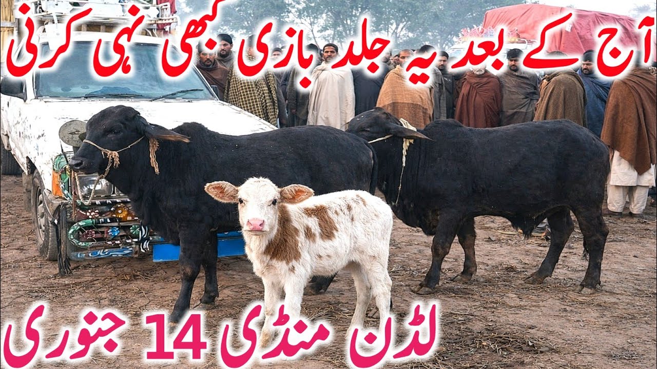 Today Luddan Cow Mandi | Sahiwal & Cholistani Bachre & Cows | Global Village Farming 2026