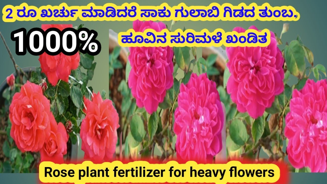 2 ರೂ ಖರ್ಚು ಮಾಡಿದರೆ ಸಾಕು ಗುಲಾಬಿ ಗಿಡದ ತುಂಬ 1000% ಹೂವಿನ ಸುರಿಮಳೆ ಖಂಡಿತ\Rose plant fertilizer kannada \