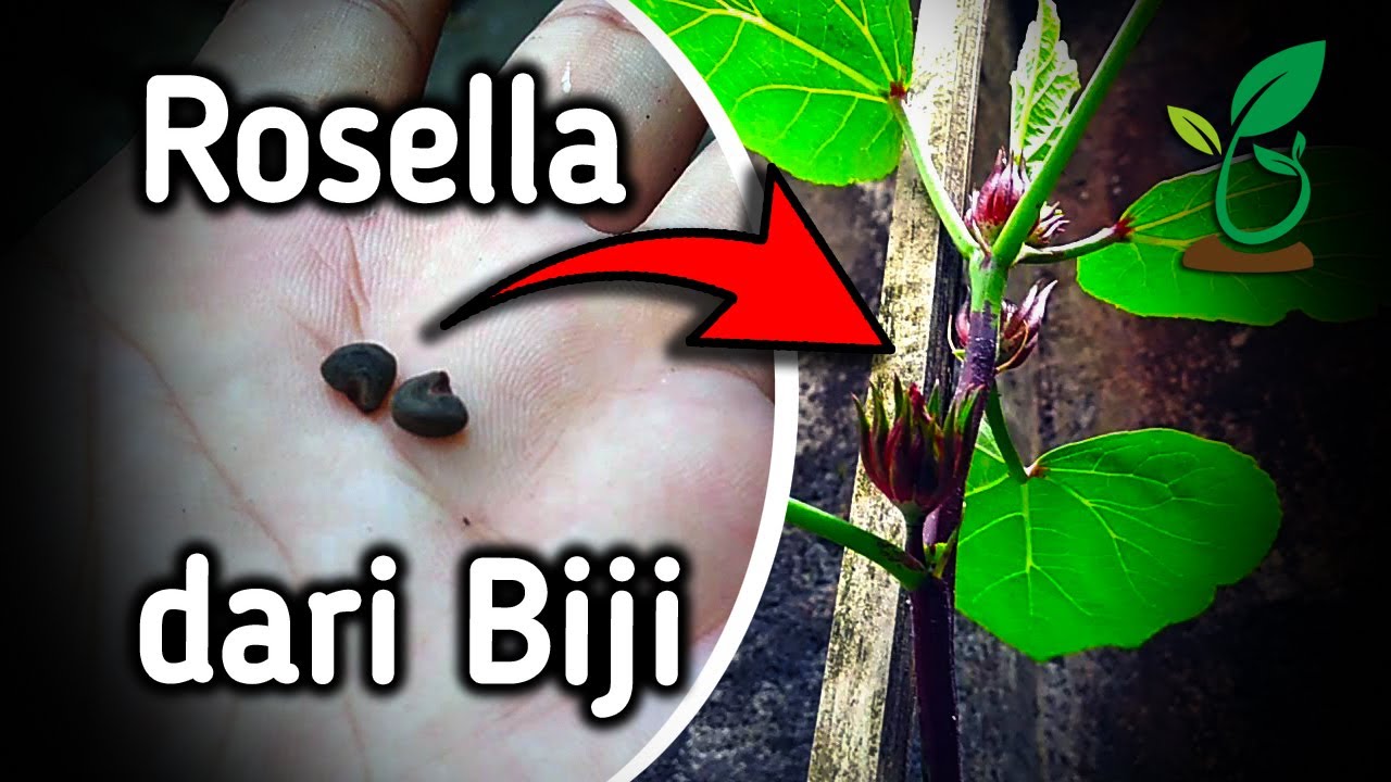 Menanam Rosella dari Biji Dalam Pot