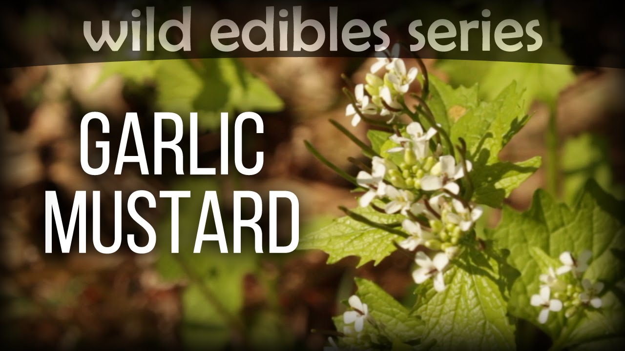Garlic Mustard - Wild Edibles Series