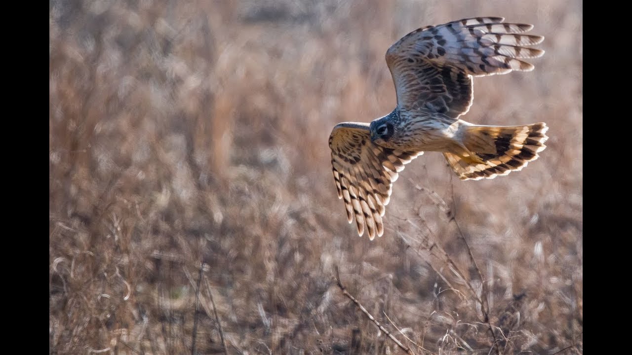 Kornweihe jagt M&auml;use - Hen harrier hunts mice (Austria Raaderwald)