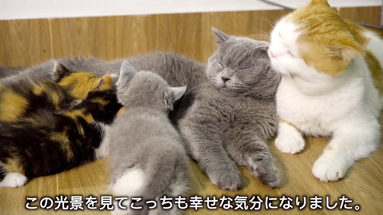 「夫婦愛」育児で疲れた母猫が旦那猫に甘える姿が可愛くてたまらない・愛情が溢れている