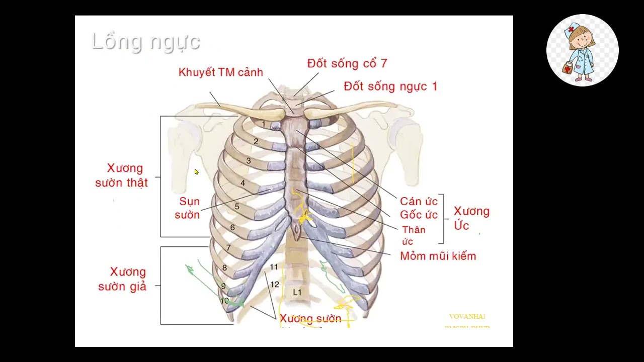 GIẢI PHẪU ĐƯỜNG HÔ HẤP DƯỚI | TS. BS. VÕ VĂN HẢI | Ôn thi SĐH 2023