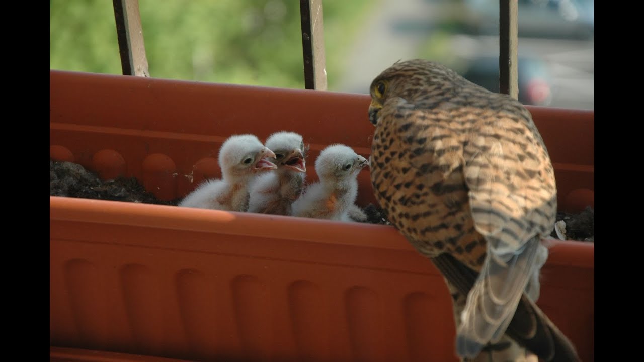 Feeding small kestrels 2 / Krmení malých poštolek 2