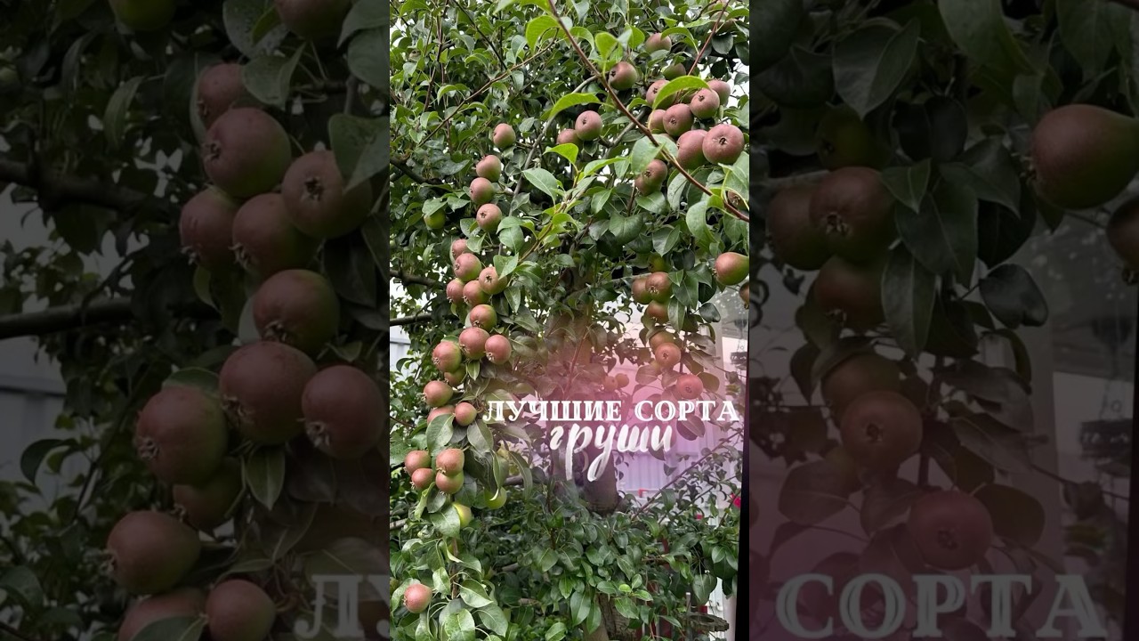 Лучшие сорта груши для Подмосковья. Характеристики. Груша памяти Яковлева, Лада, Видная, Чижовская.
