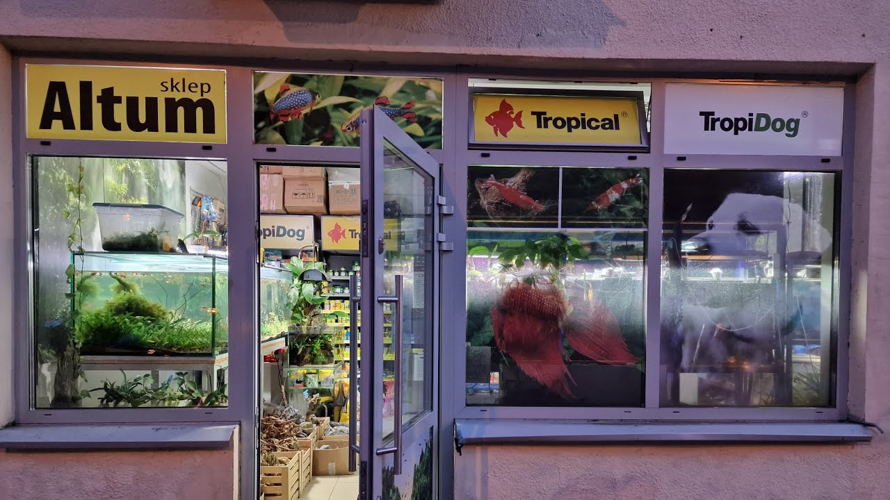 Najlepszy sklep z rybami żyworodnymi Altum Krak&oacute;w. BEST FISH STORE