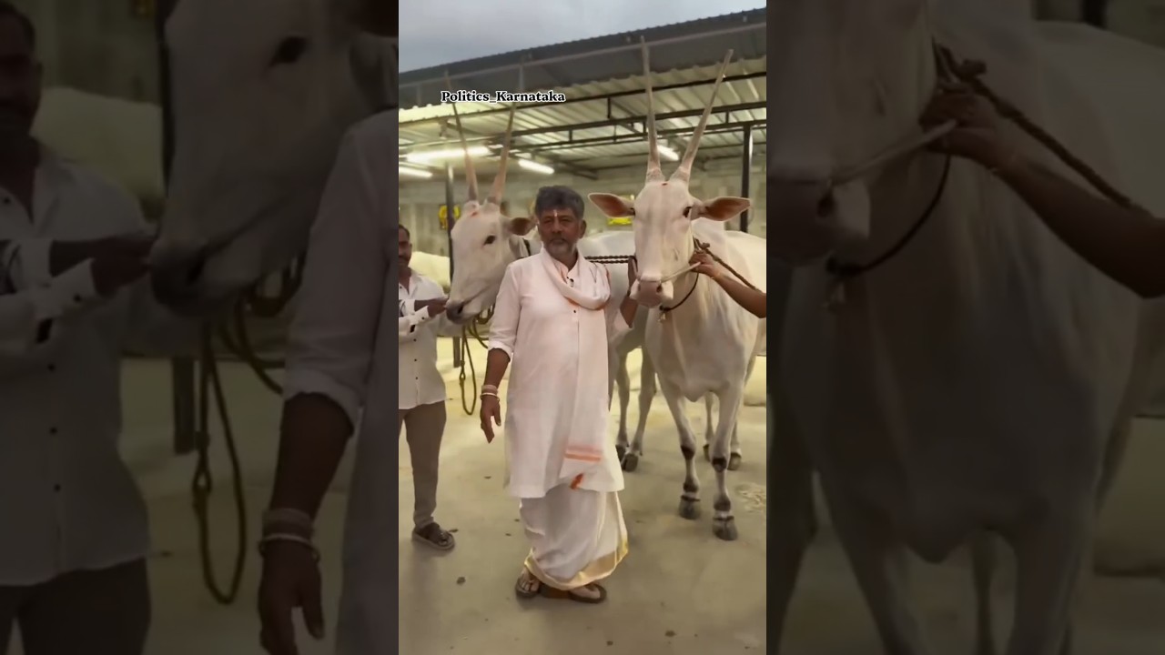 CM DK Shivakumar farmer#dkshivakumar #farming #kanakapura #congress #cmdkshivakumar #karnataka #bull