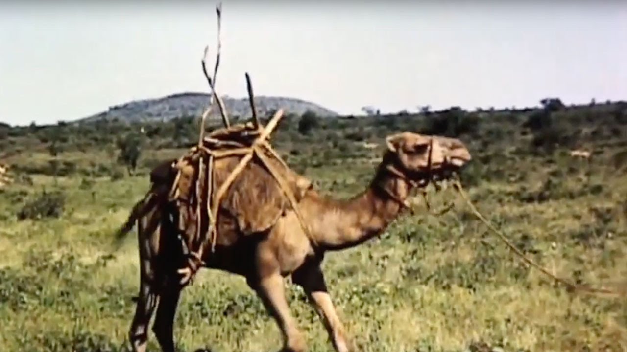 Rendille Camels