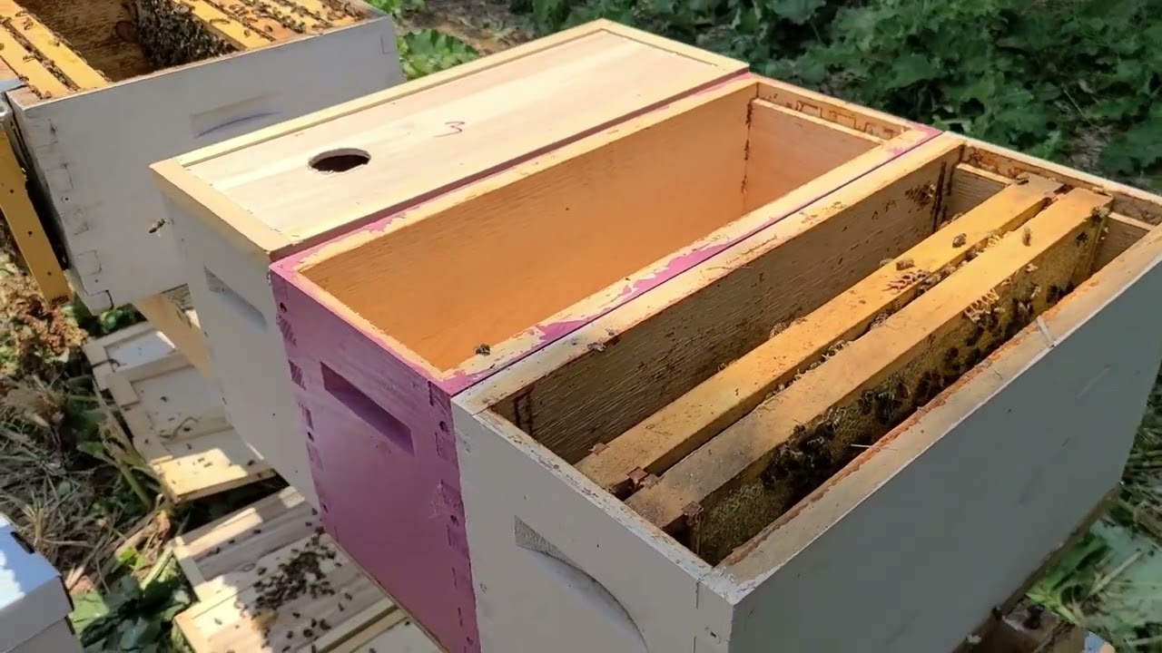 Splitting - Managing Overwintered Nucs (9/11)