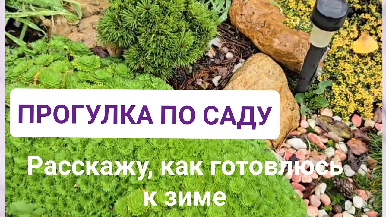 Прогулка по саду в конце Октября🍁 с обзором того, что осталось👌Расскажу, как буду укрывать растения)