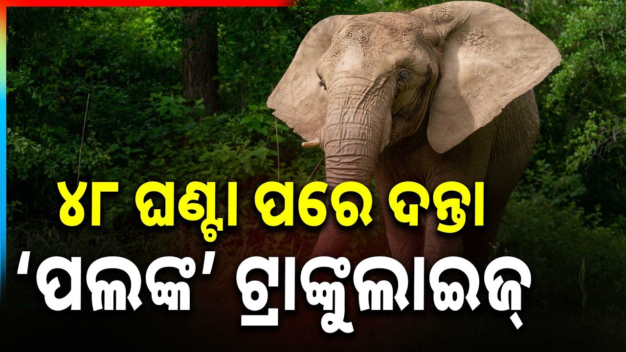 ୪୮ ଘଣ୍ଟା ପରେ ଦନ୍ତା ‘ପଲଙ୍କ’ ଟ୍ରାଙ୍କୁଲାଇଜ୍ | Elephant Operation