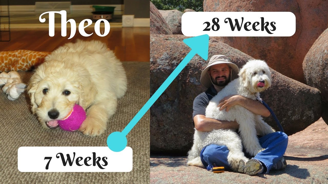 Theo the Goldendoodle (2-6 months)