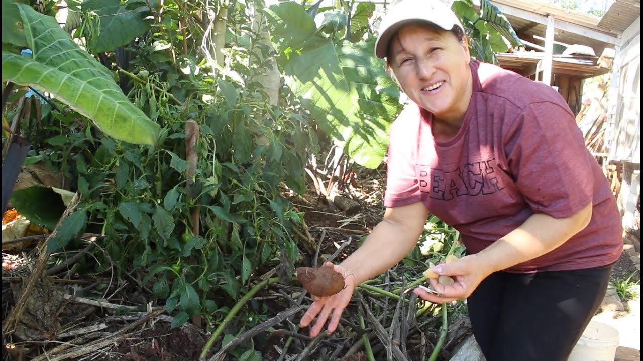 COMO CONSEGUIR A MUDA DA BATATA YACON