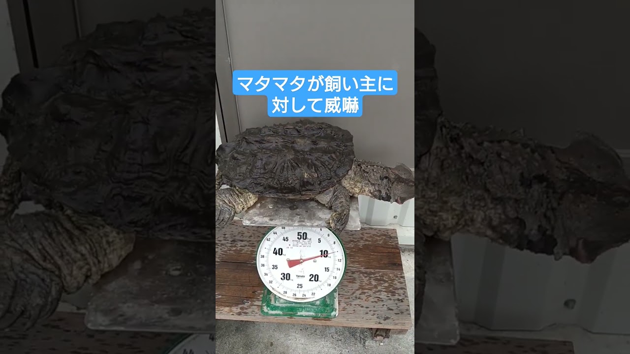 29年飼育のマタマタが飼い主を威嚇する動画です #マタマタ #matamata #turtle #爬虫類飼育 #癒し