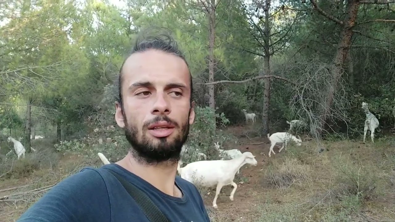 Satılık saanen keçiler . 0541 419 21 44 Gözümden sakindigim kecilerimi satıyorum . Hayvancılığa Veda