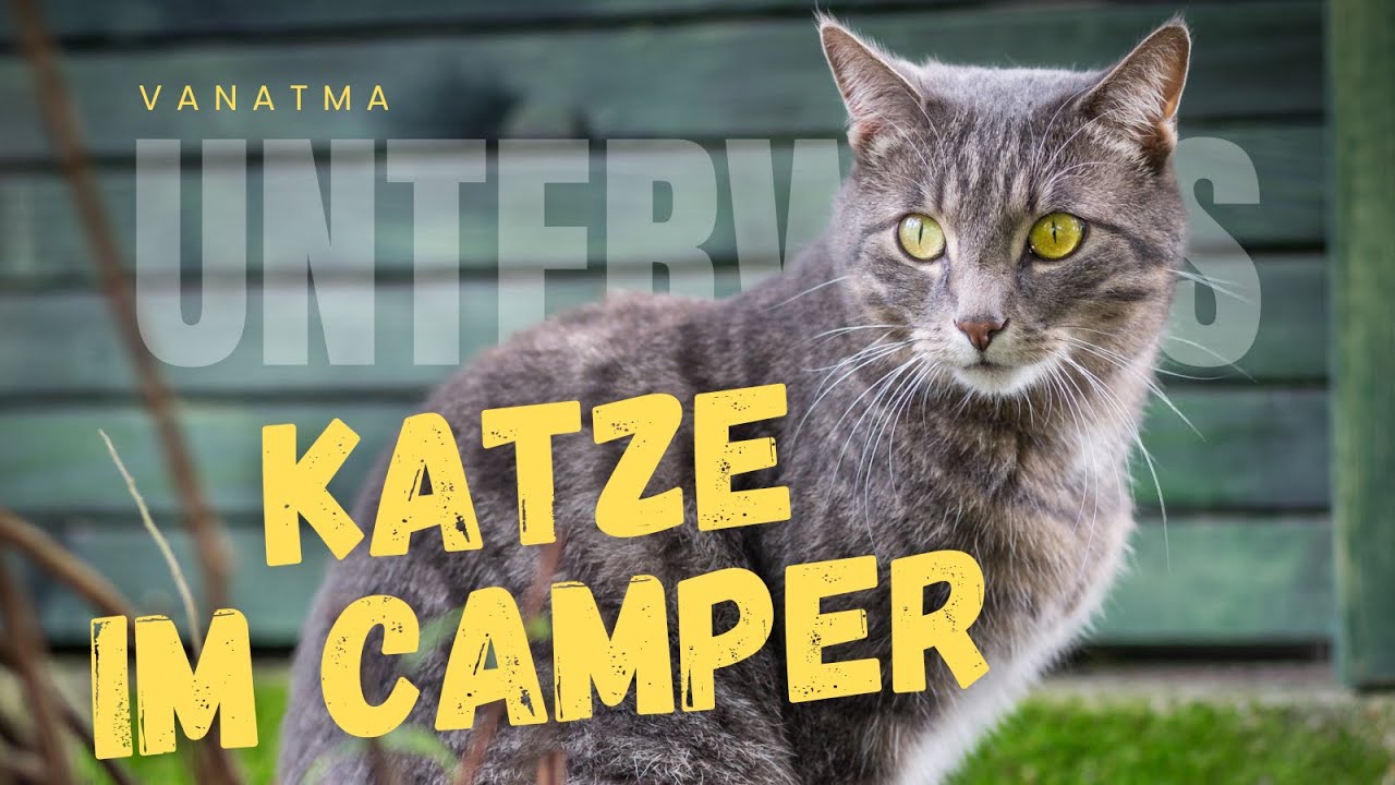 Katze im Camper: Willi entdeckt Atma