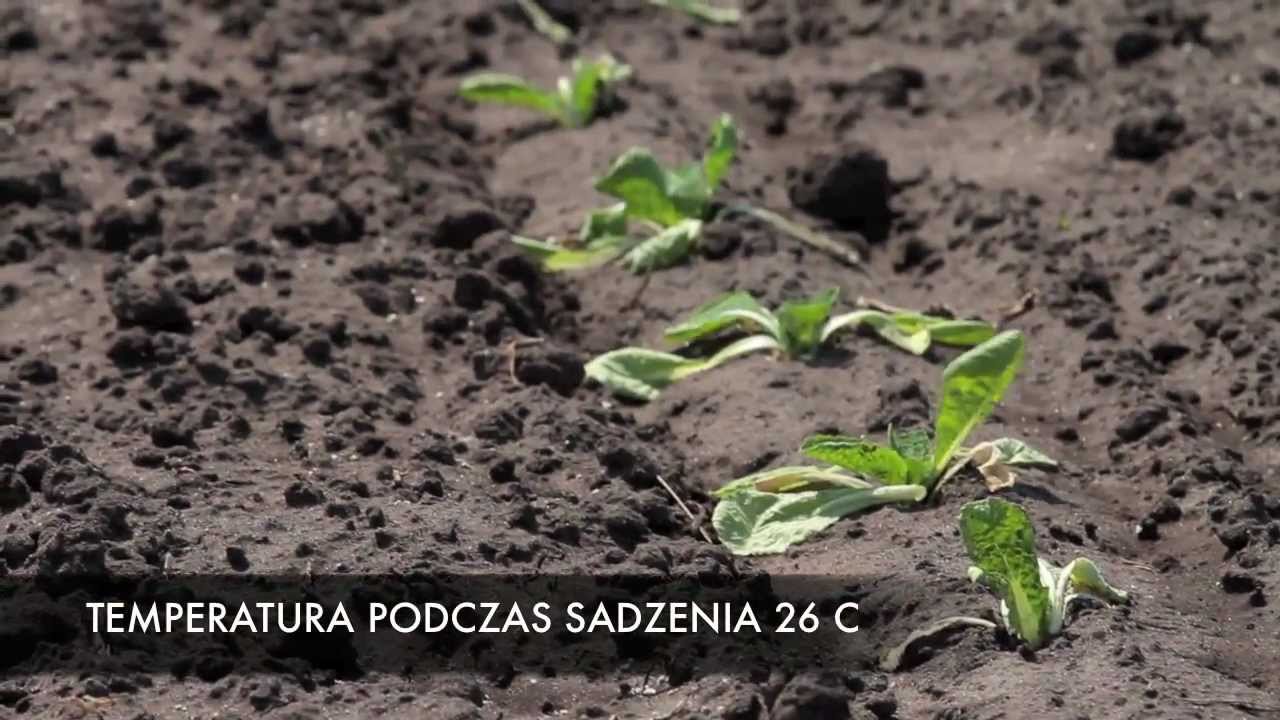 Ochrona rozsady przed suszą cz. 1. Uprawa i pielęgnacja roślin.