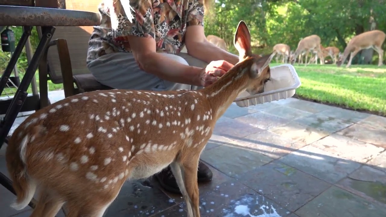 Dinner with Bambi the Whitetail Deer Fawn (day 17)