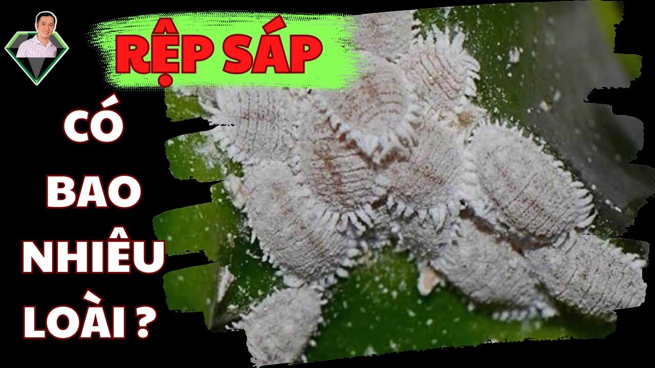 Rệp Sáp Có Bao Nhiêu Loài ? Biết Để Diệt Rệp Sáp, Trị Rệp Sáp Hiệu Quả | Lương Hồng Sơn
