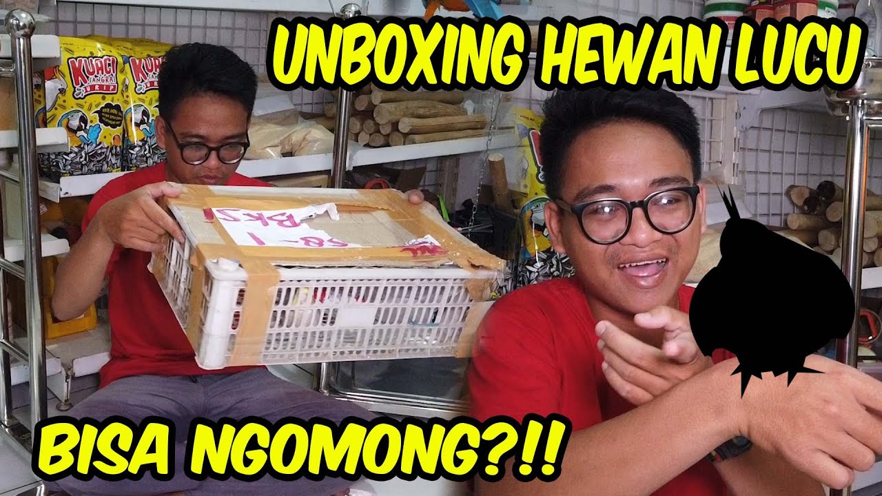 ANEH BANGET TERNYATA BURUNG INI BISA NGOMONG JUGA | UNBOXING BURUNG BARU