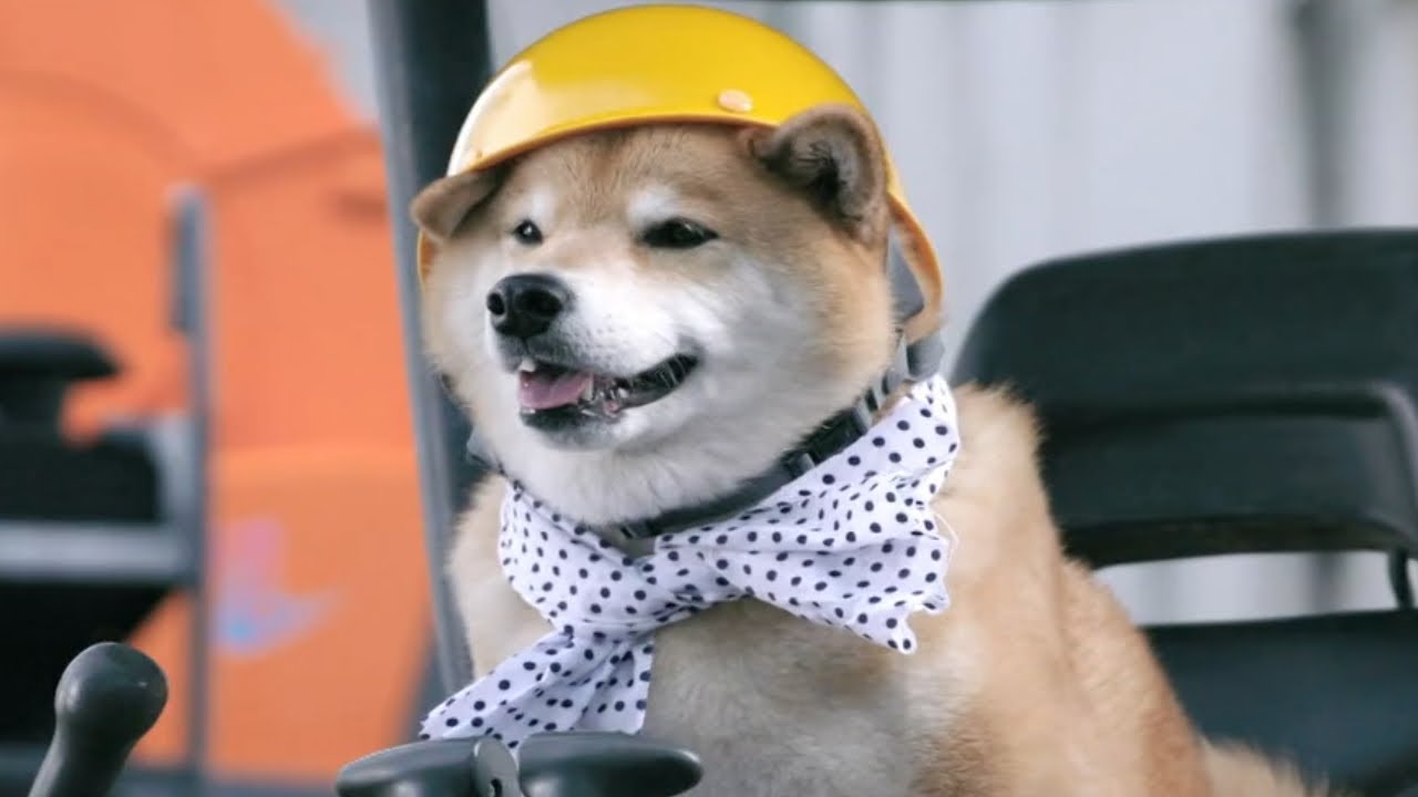 サムティ 実写CM　柴犬まる/Shiba Inu Maru [with English subtitles]