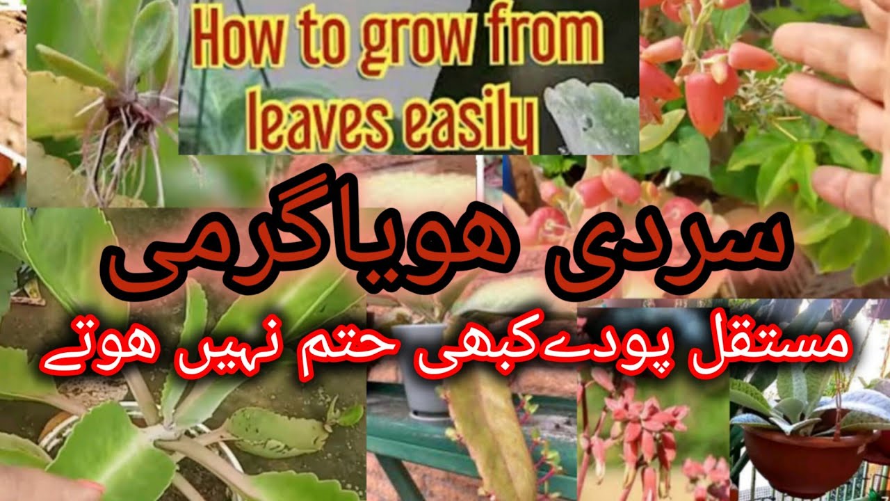 Donkey ear plant care and propagation: easily grow donkey ear ornamental/flowering plant.
