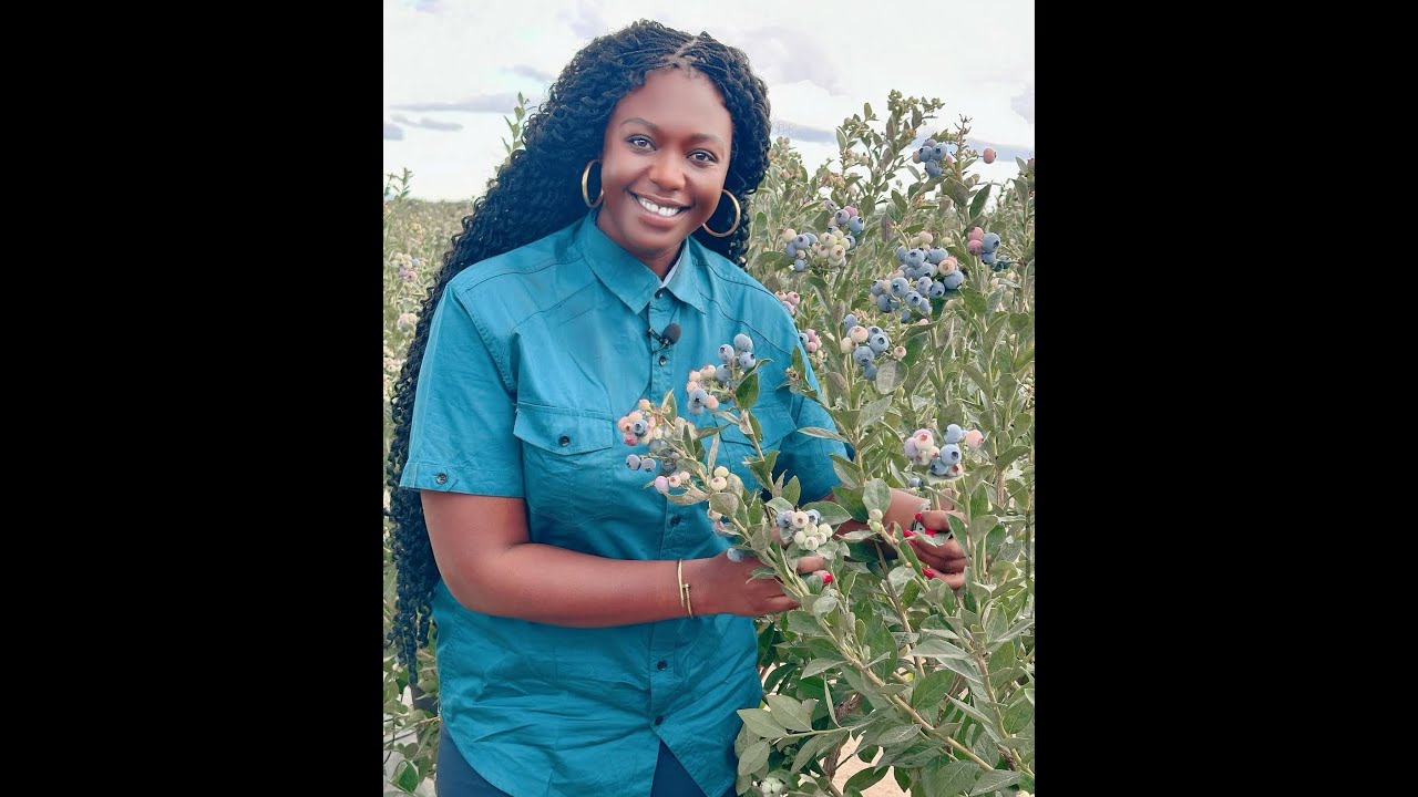 BLUEBERRIES HARVESTING IN ZIMBABWE AFRICA