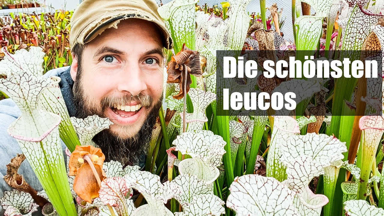 #65 Diese Sarracenia leucophylla musst du haben, alle Highlights aus meiner Sammlung