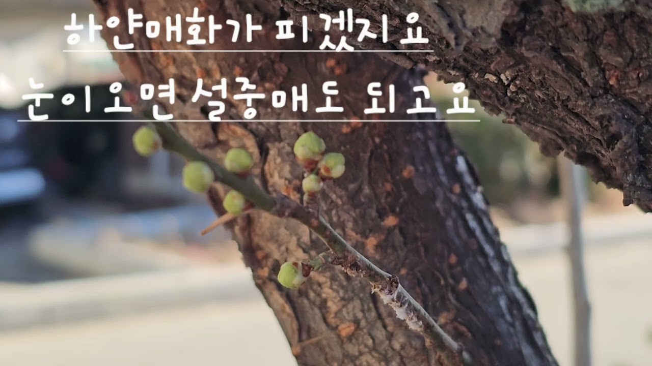 @매화꽃봉오리가 봄을 알려주네요  #매화  #매화꽃  #매화꽃봉오리 