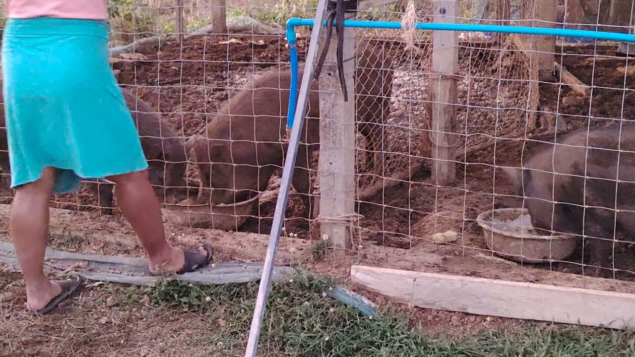 ใส่ผ้าขาวม้าเกือหมูป่า​ เลี้ยง​หมูป่า​สร้าง​รายได้​ เลี้ยง​หมูป่า​เสริม​รายได้​