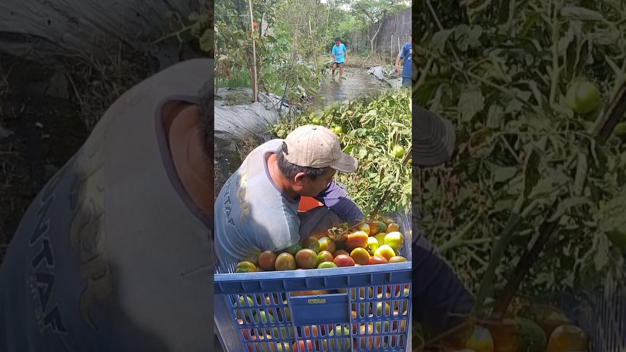 Tomato harvest 🍊|| extreme weather