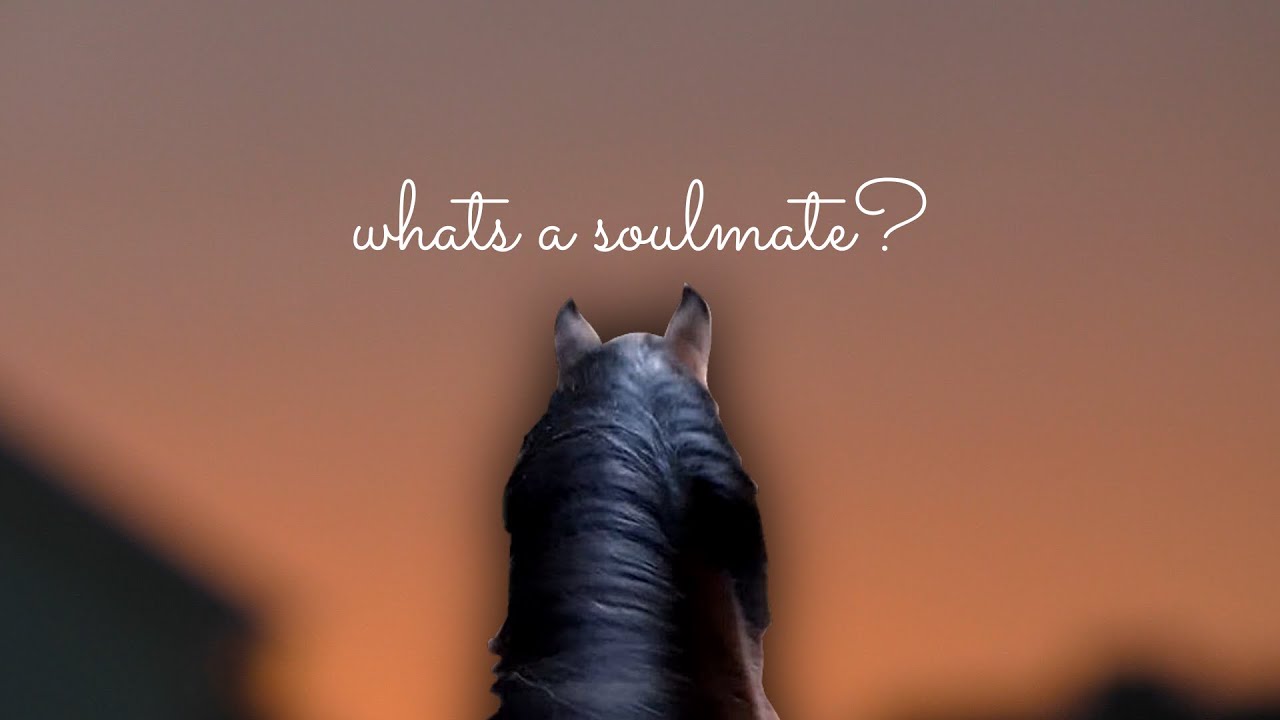 what&acute;s a soulmate | Calimero edition