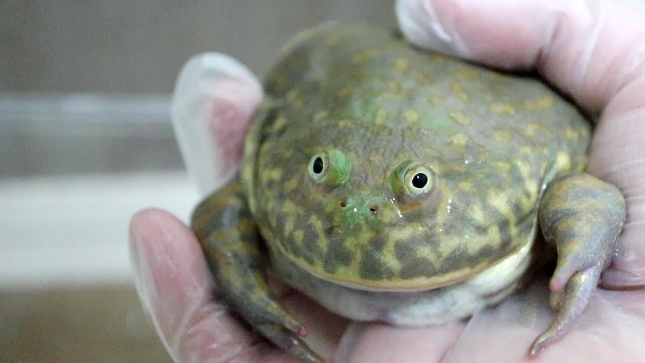 手の上で鳴くカエルがあまりにもかわいすぎた！