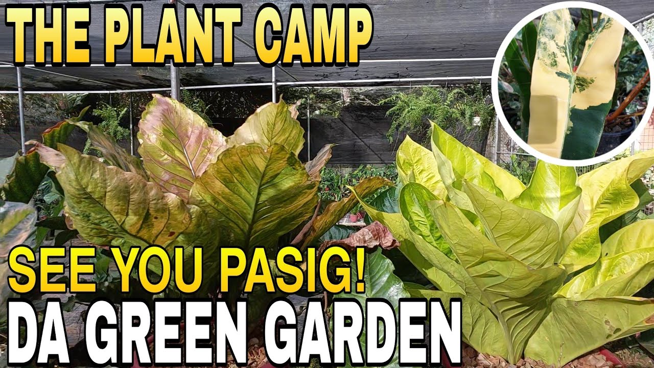 GARDEN TOUR || 1ST PLACE! SUMALI ULI SA GARDEN SHOW ( THE PLANT CAMP / PASIG) #plants #garden #show