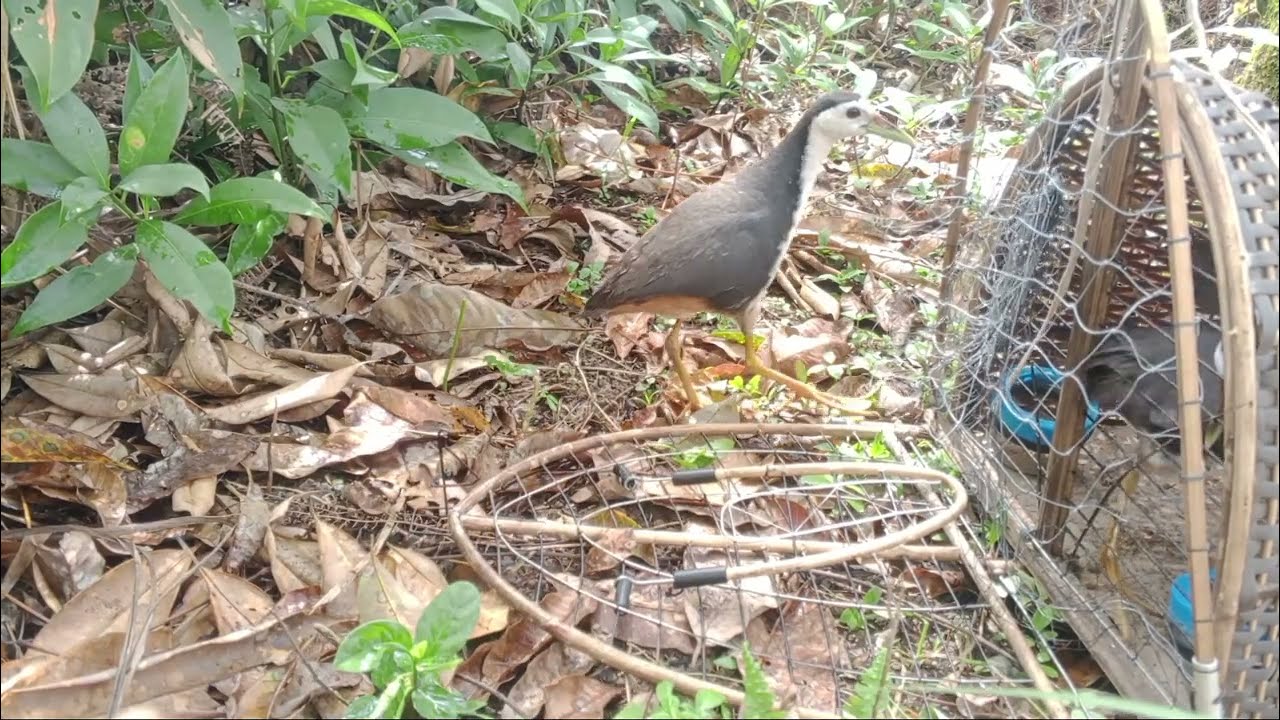 Pikat burung ruak_ruak