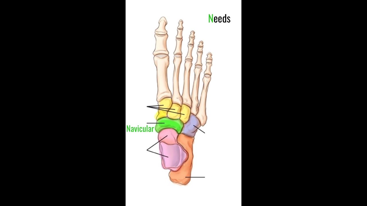 Tarsal Bones Made Easy!