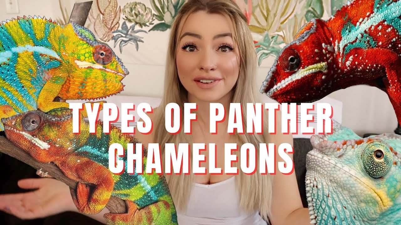 Types of Panther Chameleon Locals