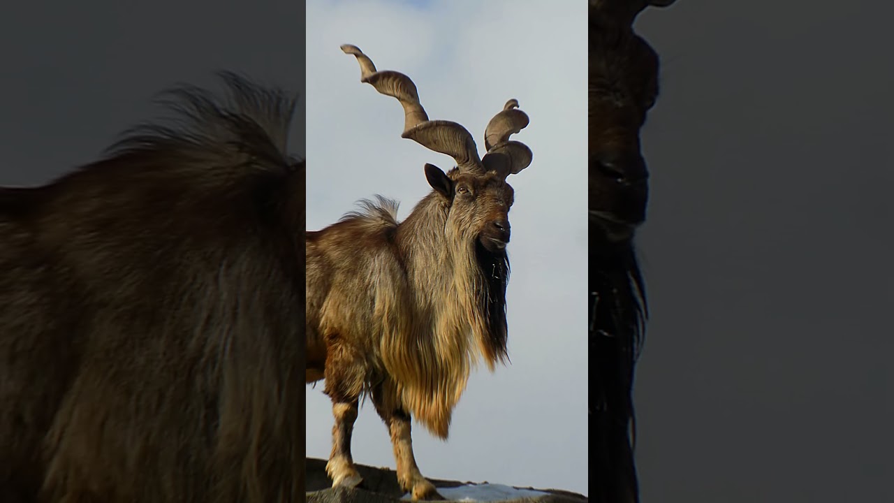 Мархур &mdash; редкий горный козёл 🐐⛰️#Мархур#Жывотние#Природа