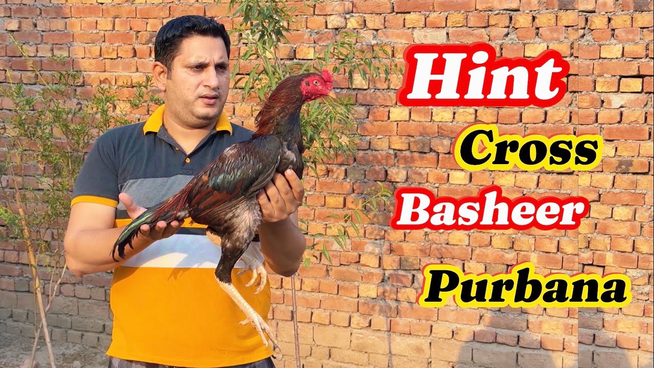Pakistani cross hint aseel chicks agye
