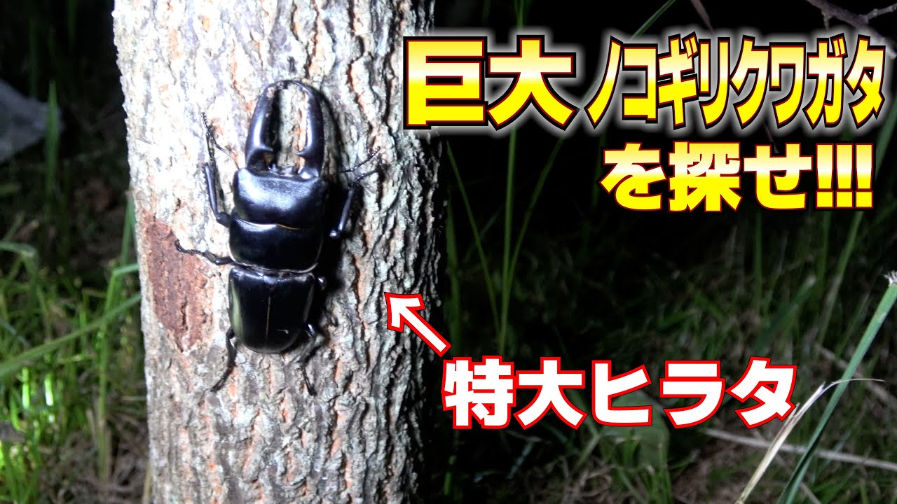 とある場所で日本最大のノコギリクワガタを探しに行ってきた