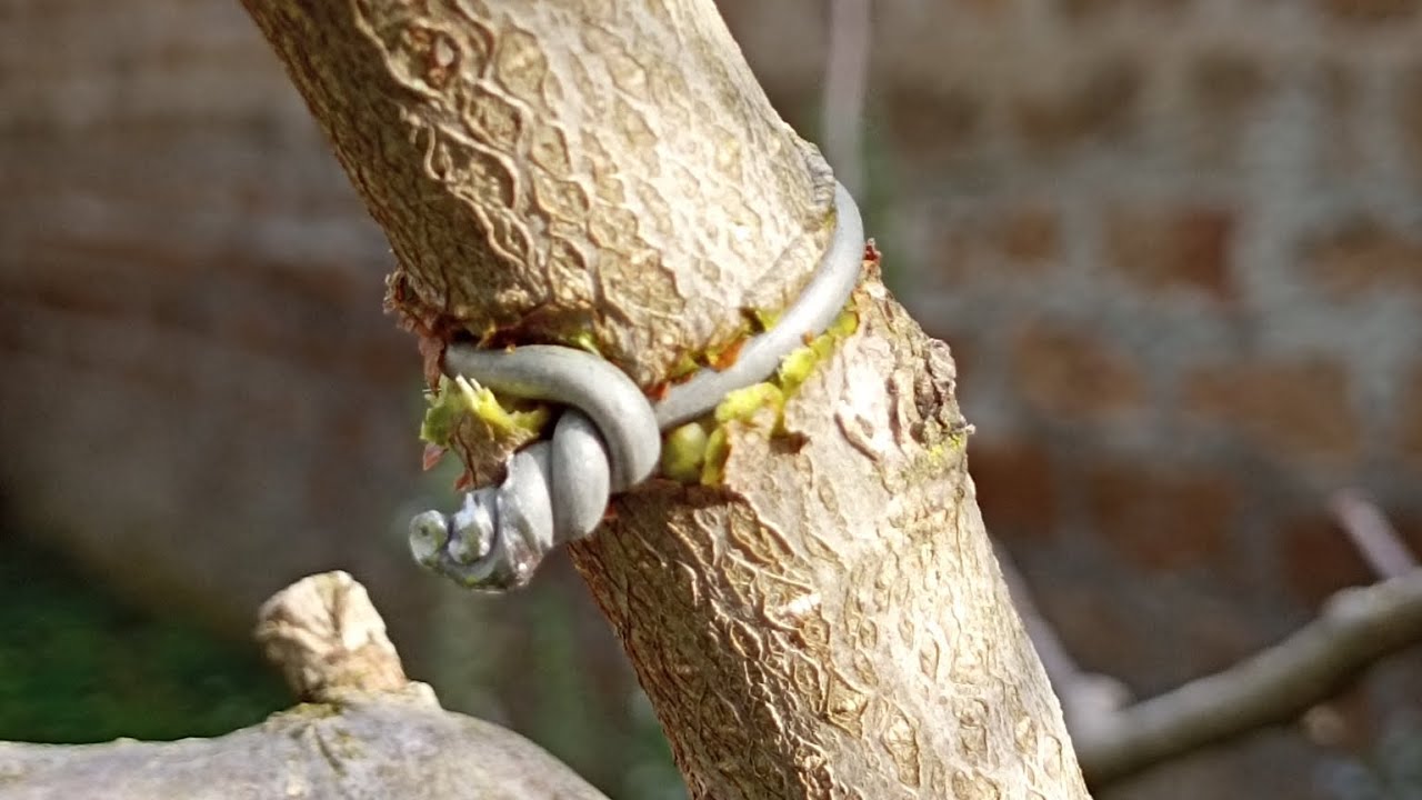 MARGOTTA BOTTIGLIA SU MELO IN RIPRESA VEGETATIVA ,CON LA TECNICA DELLA LEGATURA...VECCHIA SCUOLA!🌿🌿