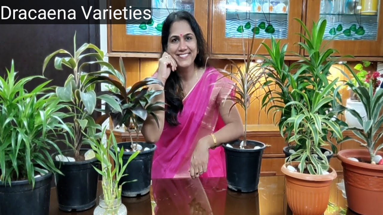 Dracaena plants varieties | Types of Dracaena plants | Kinds of dracaena plants | Dracaena plants
