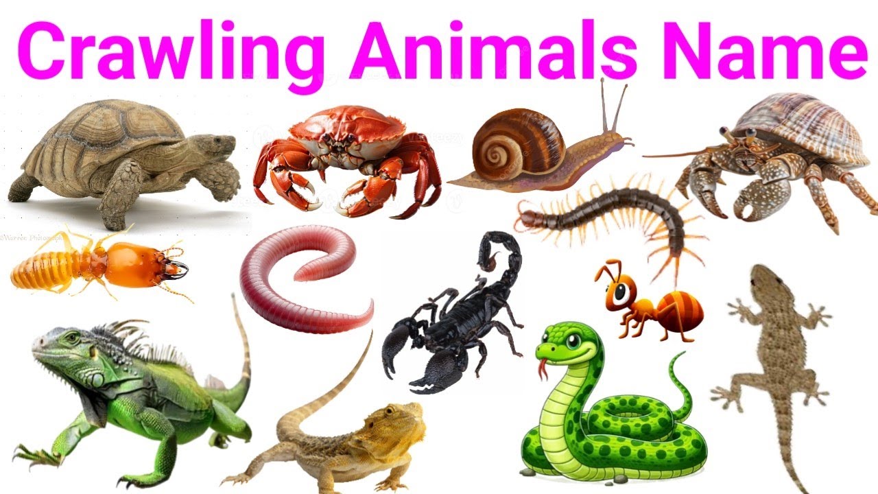 🐊🐍🐜Crawling Animals Names in English | Creepy Crawlies, Reptiles, Bugs, Insects & Small Creatures