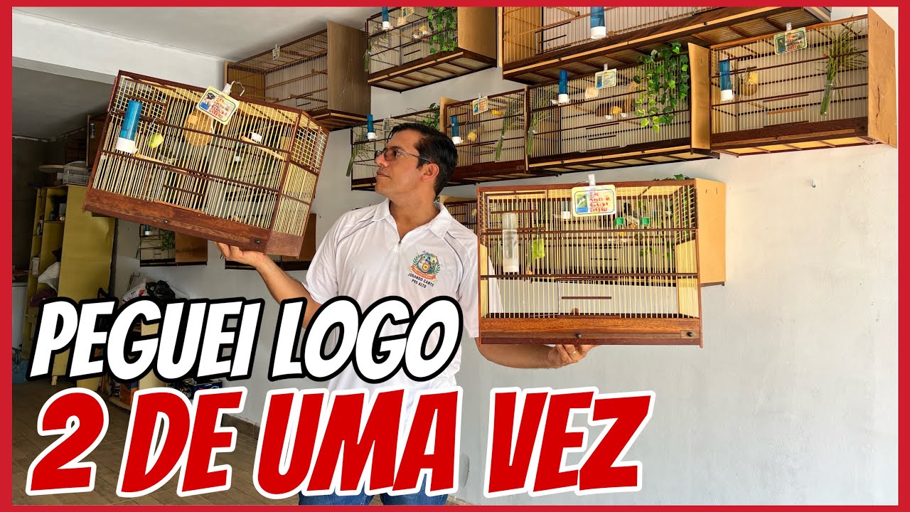 PEGUEI O COLEIRO LARANJEIRA E UM PAPA-CAPIM BICO DE CHUMBO