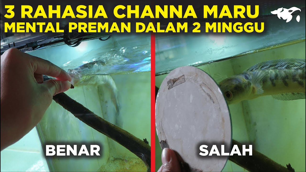 3 RAHASIA MELATIH MENTAL CHANNA MARU YELLOW SENTARUM KAYAK PREMAN DALAM 2 MINGGU