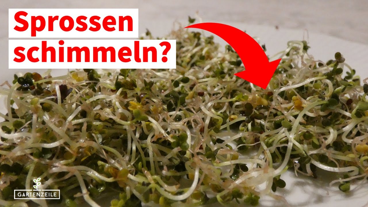 Was tun, wenn Sprossenzucht schimmelt? - F&auml;ule an Sprossen erkennen, bek&auml;mpfen und vorbeugen!