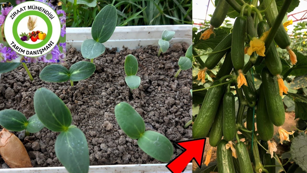 3 Günde Salatalık Fidesi Üretin Ve O Fideden Tonlarca Ürün Toplayın🥒En Hızlı Tohum Çimlendirme Sırrı