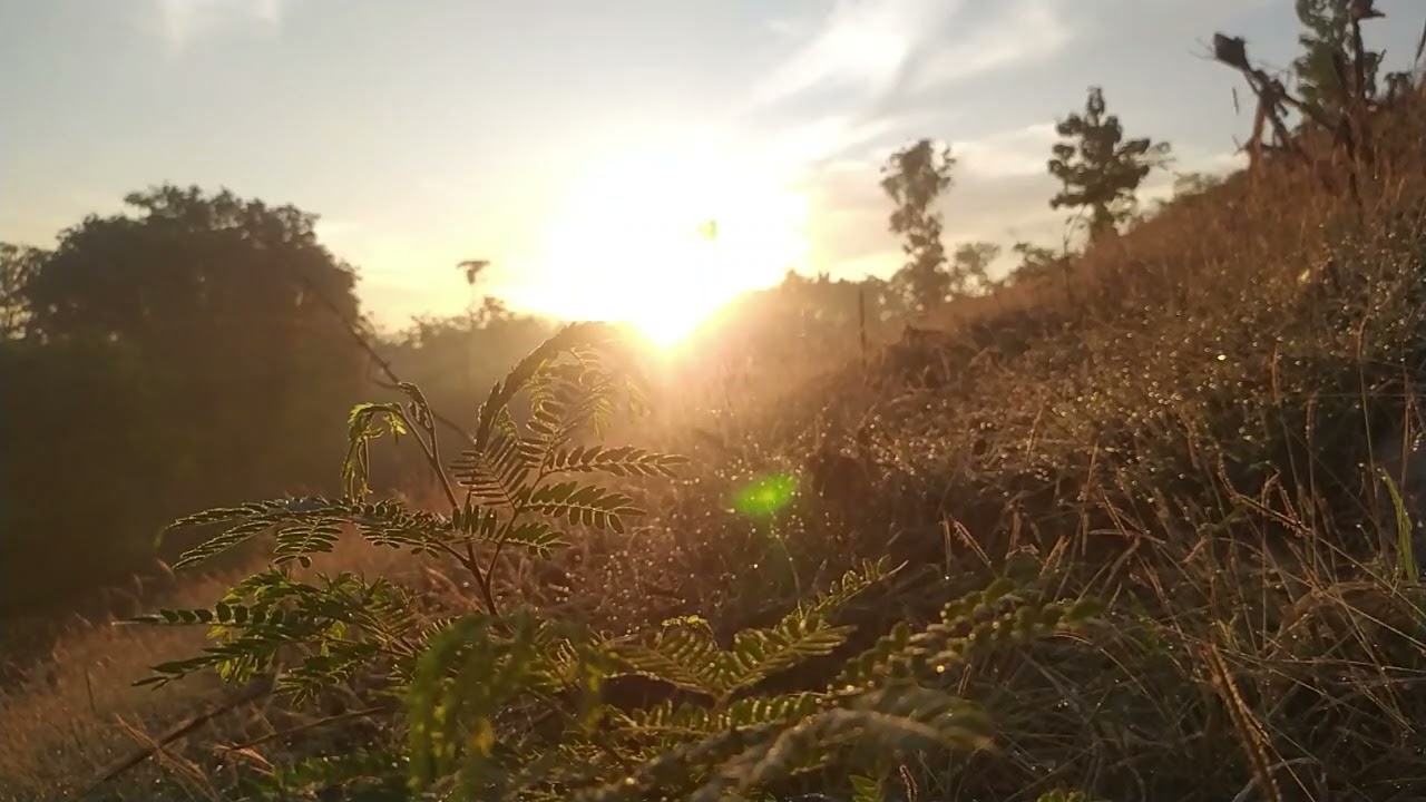 the refreshing feel of the morning with the singing of birds