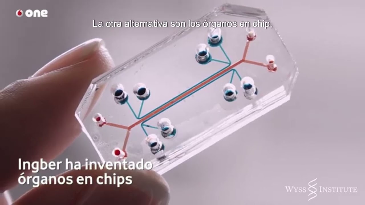 Investigación de riñones bioartificiales - Ianis Gabriel Crisan